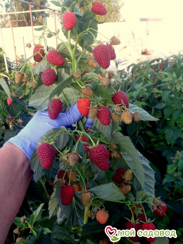 Малина Ремонтантная Карамелька (лучшая для варенья)