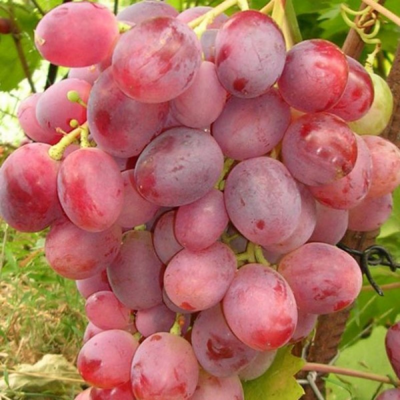 Виноград Новочеркасский красный
