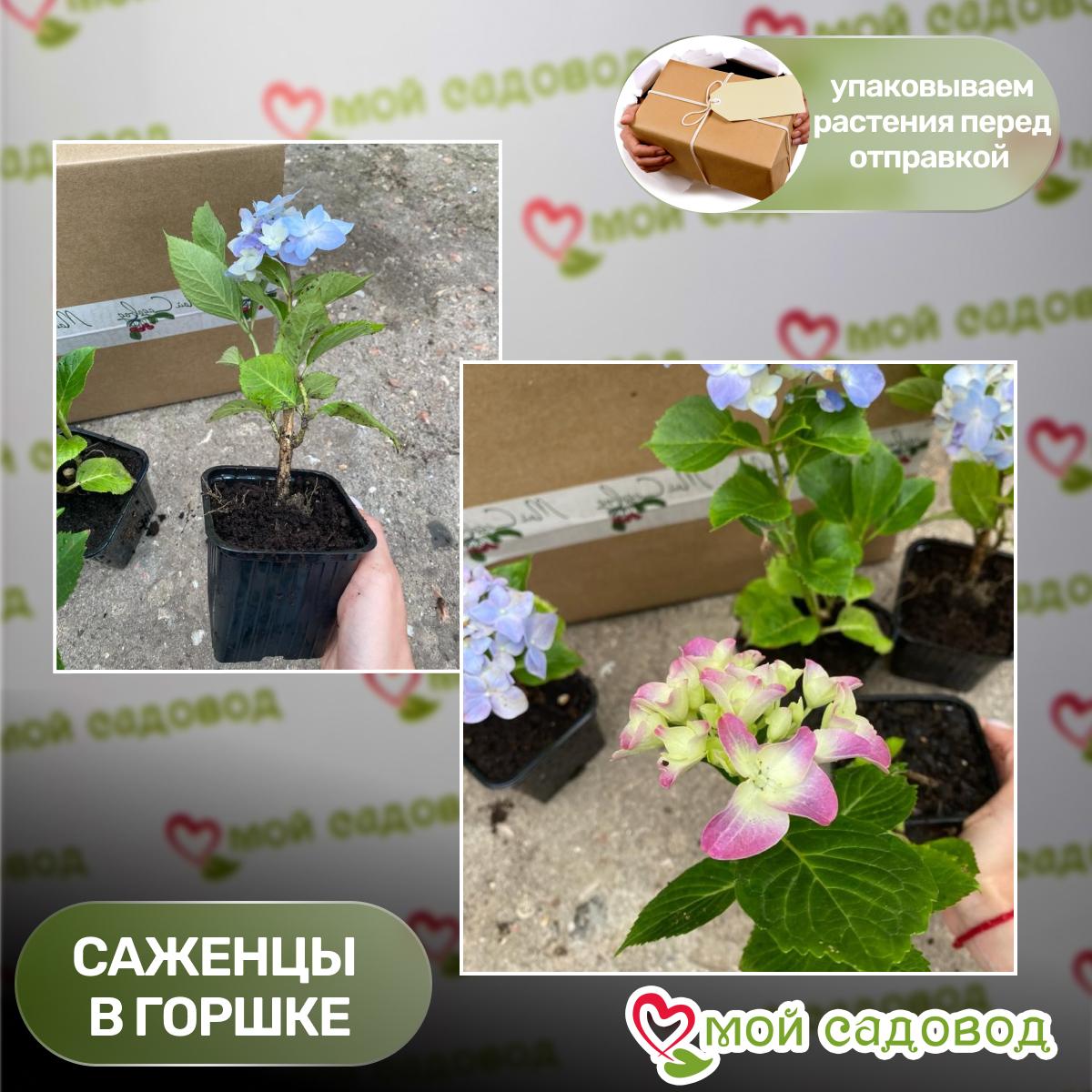 Гортензия Самарская Лидия ЗКС