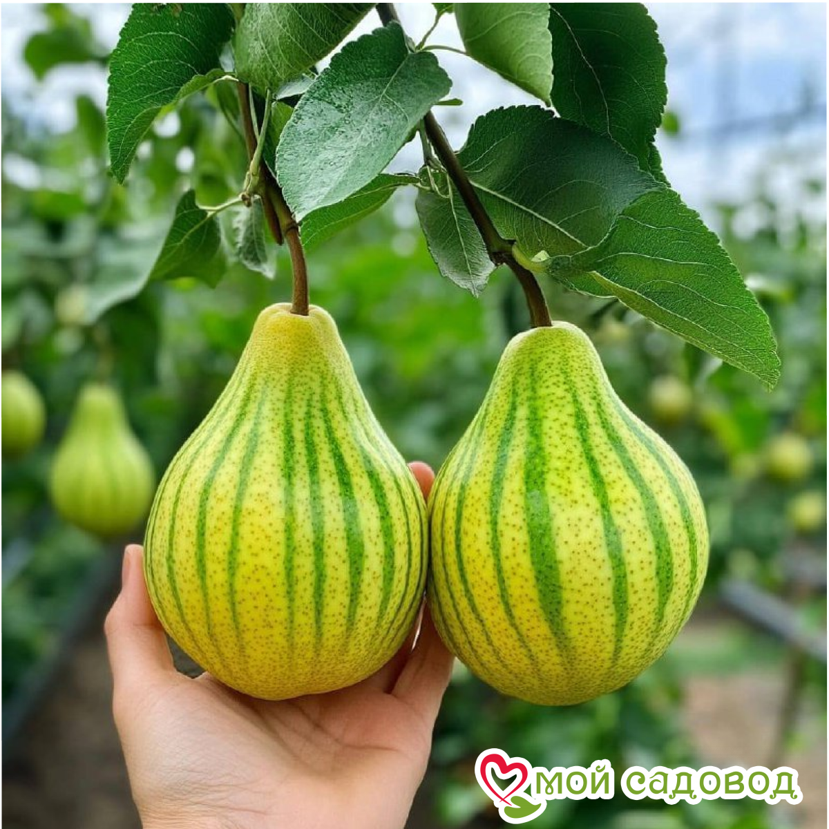 Груша Изобилие